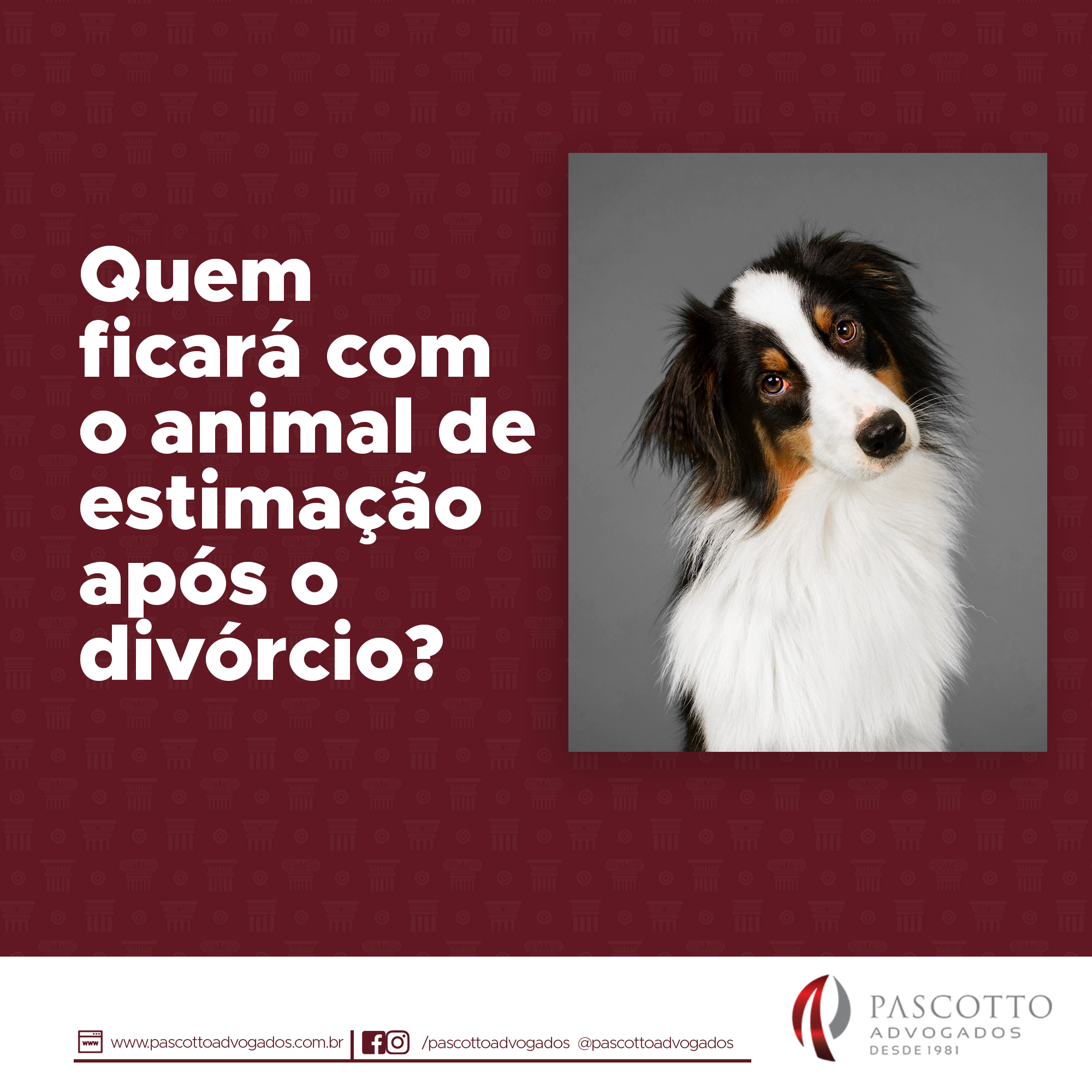 Você está visualizando atualmente Quem ficará com o animal de estimação depois do divorcio